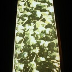 “Windowbox”, 2000. A series of 7 lightboxes replace the original windows on the exterior of the Block Artspace building. In these lightboxes are backlit, color photos of ivy growing on the surface of another building. The images measure 2 feet wide by 6 feet high. The images are clearly visible in the day, and the light boxes come on at dusk, backlighting the images throughout the night. 